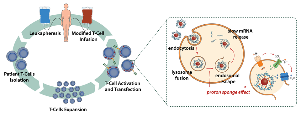 CAR T-cells therapeutic approach